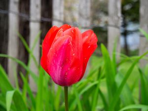 Preview wallpaper tulip, bud, stem, red