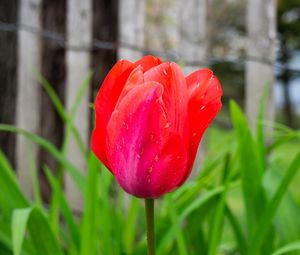 Preview wallpaper tulip, bud, stem, red