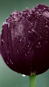 Preview wallpaper tulip, bud, wet, drops