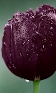 Preview wallpaper tulip, bud, wet, drops