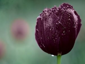 Preview wallpaper tulip, bud, wet, drops