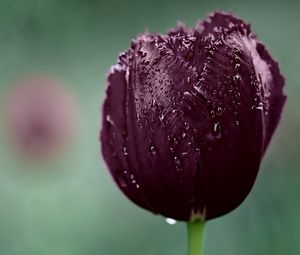 Preview wallpaper tulip, bud, wet, drops