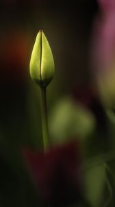 Preview wallpaper tulip, bud, yellow, macro