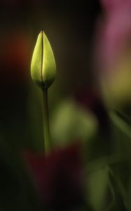 Preview wallpaper tulip, bud, yellow, macro