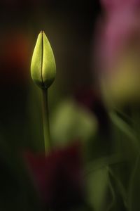 Preview wallpaper tulip, bud, yellow, macro