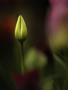 Preview wallpaper tulip, bud, yellow, macro