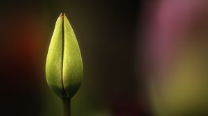 Preview wallpaper tulip, bud, yellow, macro