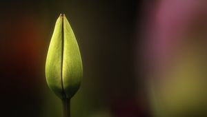 Preview wallpaper tulip, bud, yellow, macro