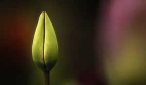 Preview wallpaper tulip, bud, yellow, macro