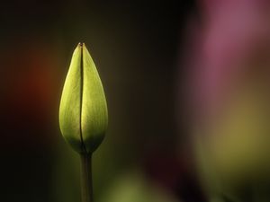 Preview wallpaper tulip, bud, yellow, macro