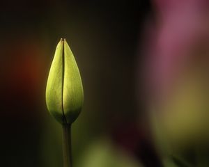 Preview wallpaper tulip, bud, yellow, macro