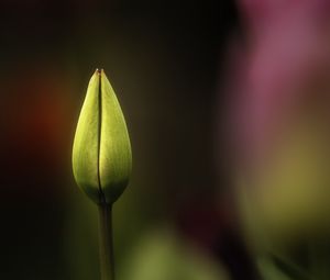 Preview wallpaper tulip, bud, yellow, macro