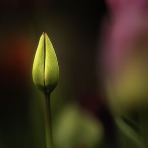 Preview wallpaper tulip, bud, yellow, macro