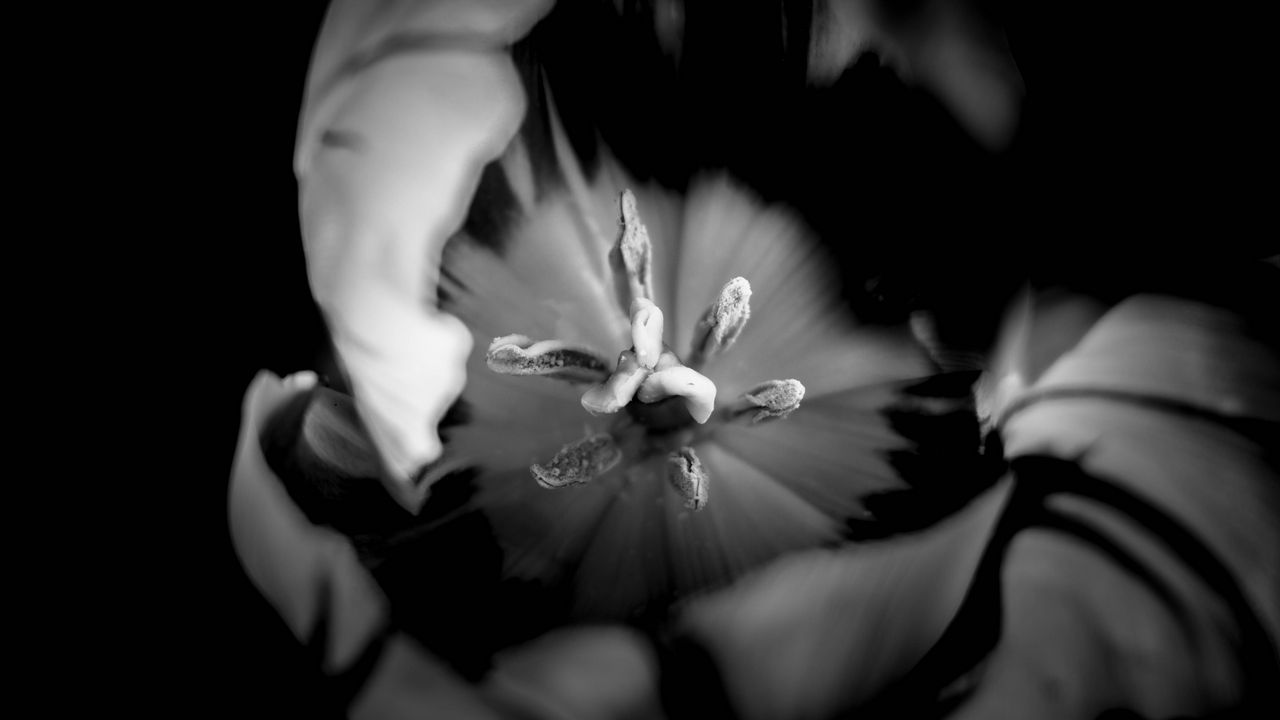 Wallpaper tulip, bw, macro, flower