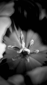 Preview wallpaper tulip, bw, macro, flower