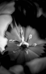 Preview wallpaper tulip, bw, macro, flower