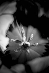 Preview wallpaper tulip, bw, macro, flower