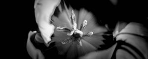 Preview wallpaper tulip, bw, macro, flower