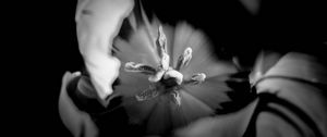 Preview wallpaper tulip, bw, macro, flower