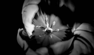 Preview wallpaper tulip, bw, macro, flower