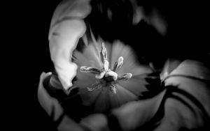 Preview wallpaper tulip, bw, macro, flower