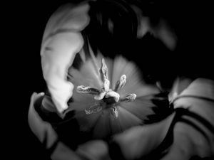 Preview wallpaper tulip, bw, macro, flower