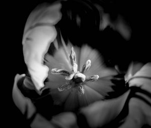 Preview wallpaper tulip, bw, macro, flower