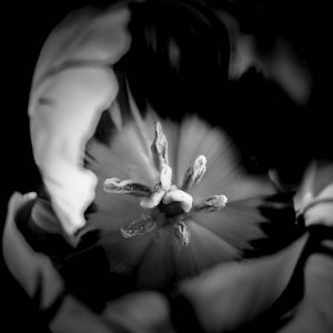 Preview wallpaper tulip, bw, macro, flower