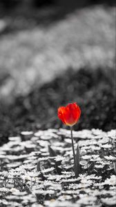 Preview wallpaper tulip, chamomile, flowers, plants, bw