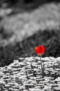 Preview wallpaper tulip, chamomile, flowers, plants, bw