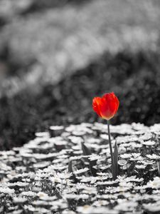 Preview wallpaper tulip, chamomile, flowers, plants, bw