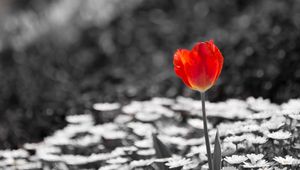 Preview wallpaper tulip, chamomile, flowers, plants, bw