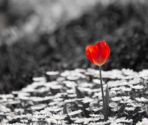 Preview wallpaper tulip, chamomile, flowers, plants, bw