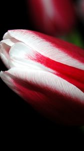 Preview wallpaper tulip, close up, stripes, flower