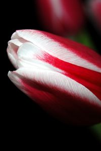 Preview wallpaper tulip, close up, stripes, flower