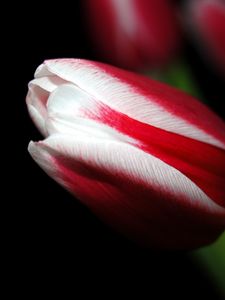 Preview wallpaper tulip, close up, stripes, flower