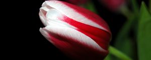 Preview wallpaper tulip, close up, stripes, flower