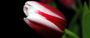 Preview wallpaper tulip, close up, stripes, flower