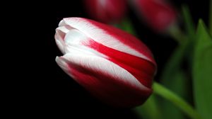 Preview wallpaper tulip, close up, stripes, flower