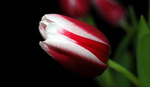 Preview wallpaper tulip, close up, stripes, flower