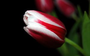 Preview wallpaper tulip, close up, stripes, flower