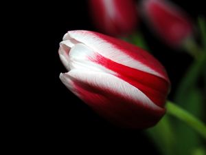 Preview wallpaper tulip, close up, stripes, flower
