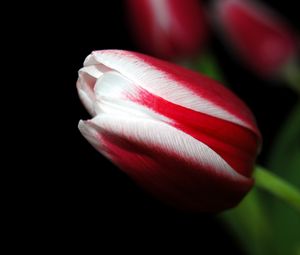 Preview wallpaper tulip, close up, stripes, flower