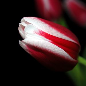 Preview wallpaper tulip, close up, stripes, flower