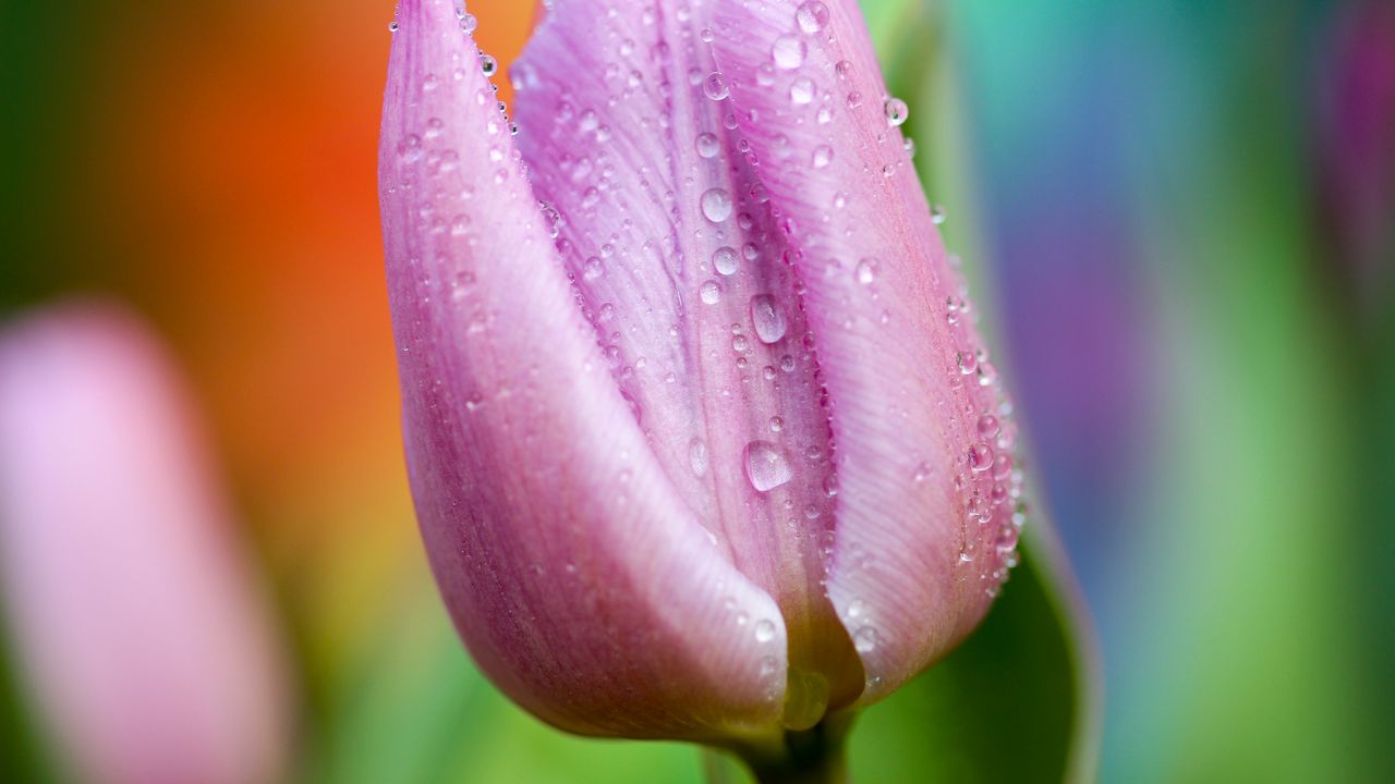 Wallpaper tulip, drops, close-up, pink