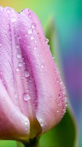 Preview wallpaper tulip, drops, close-up, pink