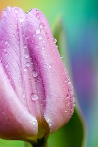 Preview wallpaper tulip, drops, close-up, pink