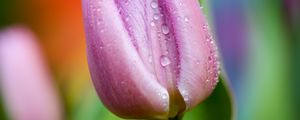 Preview wallpaper tulip, drops, close-up, pink