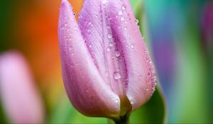 Preview wallpaper tulip, drops, close-up, pink