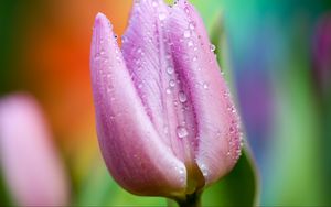 Preview wallpaper tulip, drops, close-up, pink